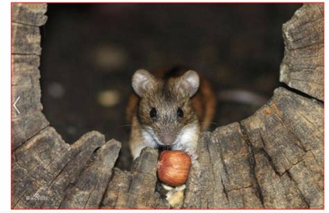 家裡有小老鼠 食神是什麼意思